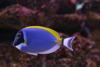 Underwater Life at the Great Barrier Reef
